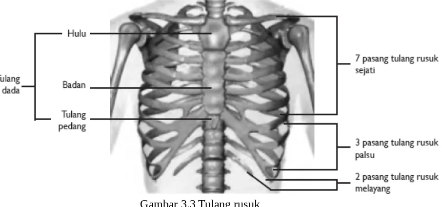 Gambar 3.2 tulang belakang