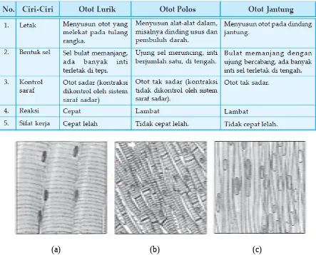 Gambar 3.6 jenis-jenis otot (a) otot lurik, (b) otot jantung, (c) otot polos