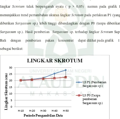 Grafik 1:  Rata-Rata Lingkar Scrotum Sapi Bali Jantan yang Diberikan dan Tanpa Penambahan Sargassum sp