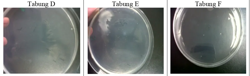 Gambar 1. Koloni bakteri pada PCA (gambar diambil dengan kamera Blackberry): Tabung D