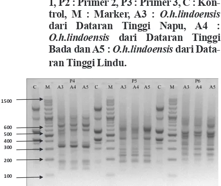Gambar 2. Elektroforesis hasil RAPD - PCR sam-pel Keong O.h.lindoensis ; P 1 : Primer 