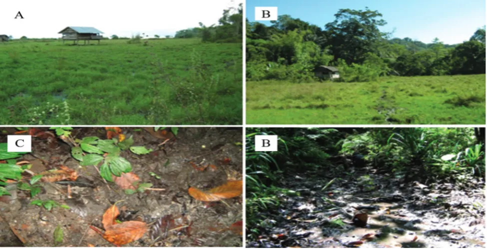 Gambar 4. Habitat keong O. h. lindoensis di wilayah Paku, Anca: A.Sawah yang tidak diolah; B