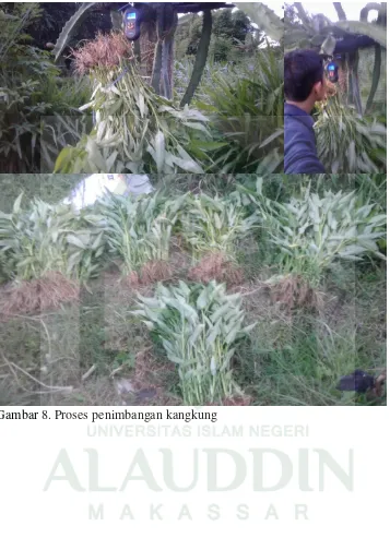 Gambar 8. Proses penimbangan kangkung 