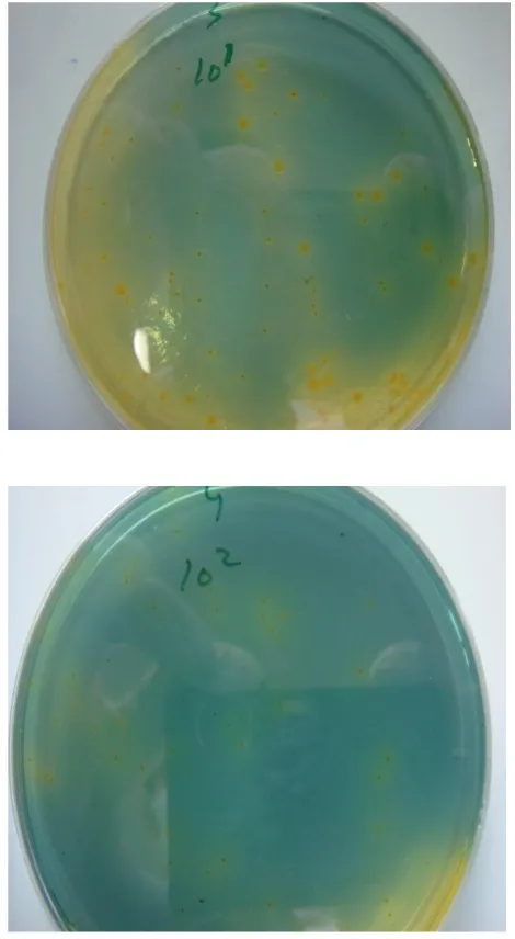 Gambar 1.  Gambaran bentuk koloni bakteri           yang berwarna kuning ketika hitung           koloni V.cholerae O1 pada kedua me                       dium TCBS