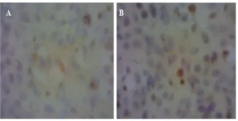 Gambar 5. Foto mikroskopis  pada perbesaran 40 x 10 sediaan imunositokimia SBPC meng-gunakan antibodi monoklonal DSSE10, sel vero yang diinfeksi virus Dengue 2 yang diinkubasi 1 hari (A perlakuan kurkumin 6,25 ppm, B perlakuan PGV-0 1,5625 ppm)