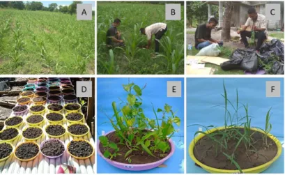 Gambar 3. Analisis vegetasi dan simpanan biji. A. Kondisi lahan pertanaman jagung, B. Pengambilan gulma, C