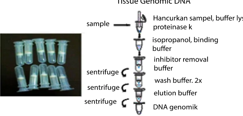 Tabel 1. Komposisi Reaksi PCR untuk Sampel DNA 