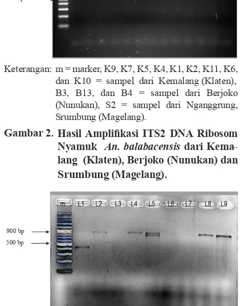 Gambar 3. Hasil Amplifikasi ITS2 DNA Ribosom Nyamuk An. balabacensis dari Kedon-dong Atas, Kabupaten Lombok Barat