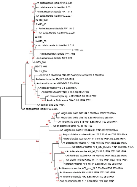 Gambar 5.Filogenetik An. balabacensis dari Berbagai Daerah di Indonesia (Analisis dengan Metode Neighbor-joining tree with tradisional classification)