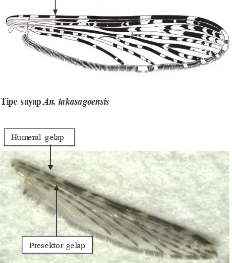 Gambar 8.Perbandingan morfologi sayap An. takasagoensisbalabacensis yang berasal dari Berjoko, Pulau Sebatik, Nunukan dengan An