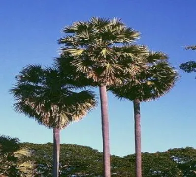 Gambar 2.1 Pohon lontar (pohon_lontar_borassus_flabellifer.jpg_wikipedia) 