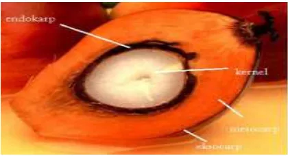 Gambar II.1 : Bagian buah kelapa sawit.9 