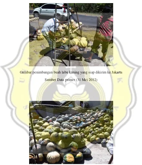Gambar penimbangan buah labu kuning yang siap dikirim ke Jakarta 