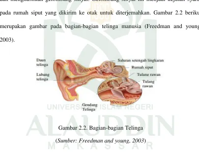 Gambar 2.2. Bagian-bagian Telinga