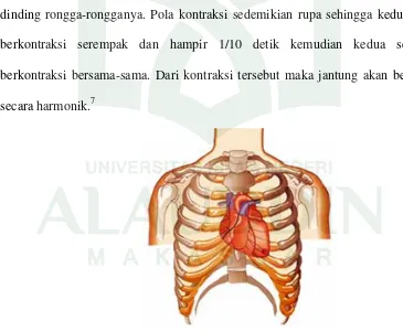 Gambar 2.1 Ilustrasi ukuran dan letak jantung dalam tubuh manusia (Sumber: Antonioid.blogspot.com ) 