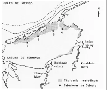 Figure 2   Oyster reefs in the Laguna de Terminos.  Source: Yañez-Arancibia, 1983. 