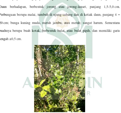 Gambar 2.3: Daun Pacar Kuku (Lawsonia Inermis L.) (Sumber: Data Pribadi) 