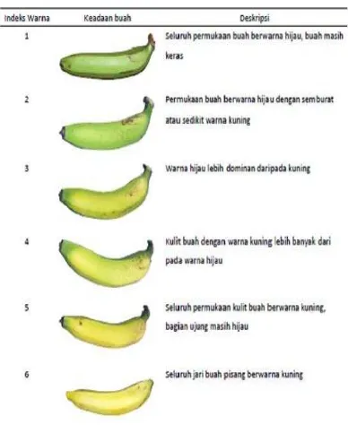 Tabel 4.Kematangan buah pisang berdasar indeks warna kulit 