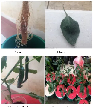 Gambar 2.1. Morfologi tanaman cabai (Capsicum annum L.) ( Koleksi pribadi, 2016)