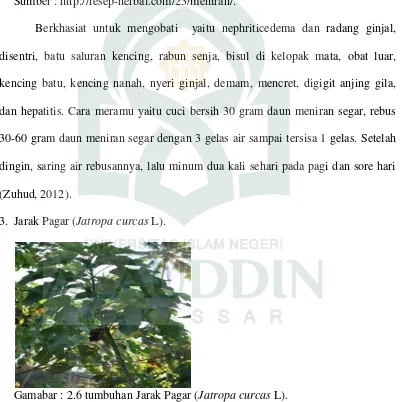 Gambar : 2.5 tumbuhan Meniran ( Phyllanthus urinaria linn.) Sumber : http://resep-herbal.com/23/meniran/