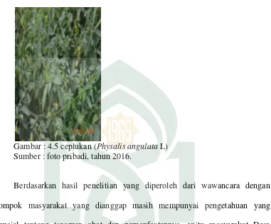 Gambar : 4.5 ceplukan ( Physalis angulata L) 