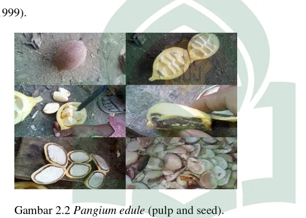 Gambar 2.2 Pangium edule (pulp and seed). 