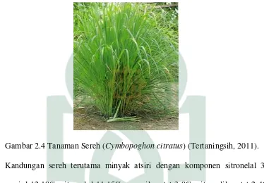 Gambar 2.4 Tanaman Sereh (Cymbopoghon citratus) (Tertaningsih, 2011). 