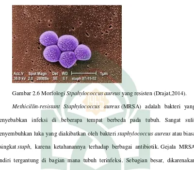 Gambar 2.6 Morfologi Stpahylococcus aureus yang resisten (Drajat,2014). 