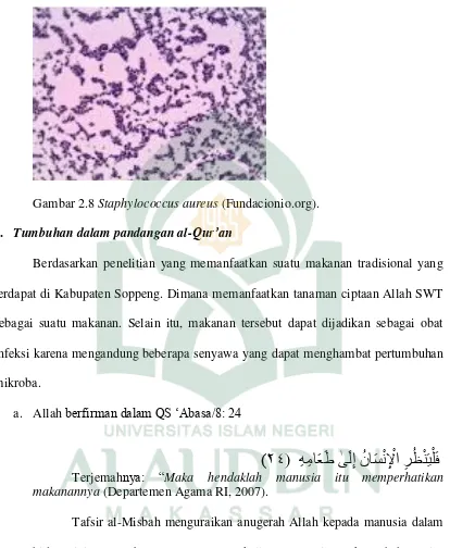 Gambar 2.8 Staphylococcus aureus (Fundacionio.org). 