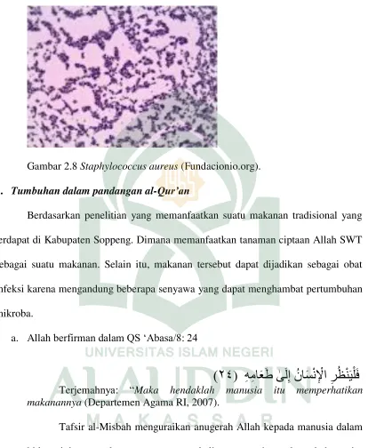 Gambar 2.8 Staphylococcus aureus (Fundacionio.org). 