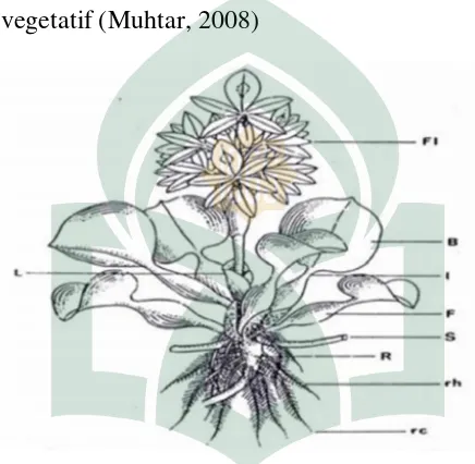Gambar 2.1. Morfologi eceng gondok (Eichornia crassipes) (Hanni Daylistio 