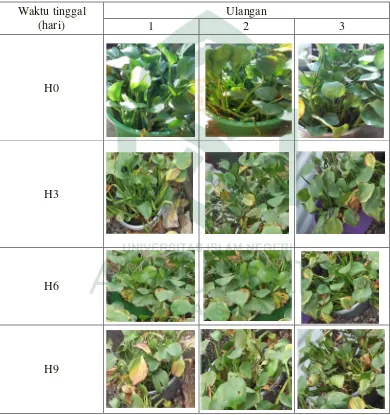 Tabel 4.2. Perubahan morfologi tanaman selama Fitoremediasi Zn 10 ppm 