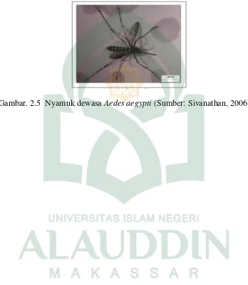 Gambar. 2.5  Nyamuk dewasa Aedes aegypti (Sumber: Sivanathan, 2006) 