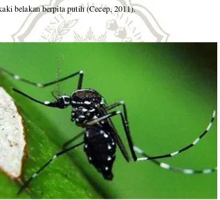 Gambar 2.5. Nyamuk Aedes aegypti  