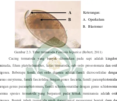 Gambar 2.3. Telur trematoda Fasciola hepatica (Robert, 2011) 