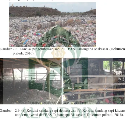 Gambar 2.8. Kondisi pengembalaan sapi di TPAS Tamangapa Makassar (Dokumen 