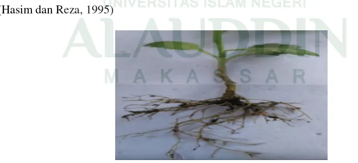 Gambar 2.1 : Akar krisan (Chysanthemum morifolium) (dokumentasi pribadi 2016) 
