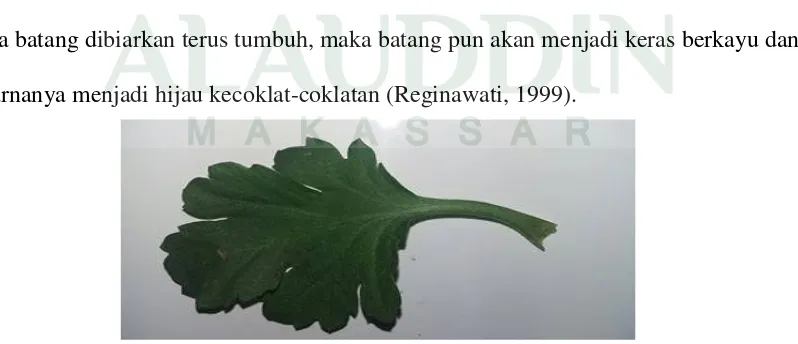 Gambar  2.2 : Batang krisan (Chysanthemum morifolium) (dokumentasi pribadi 2016) 