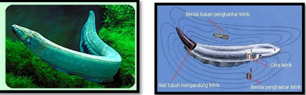 Gambar 1. Belut listrik (Electrophorus electricus)  Sumber: http://1.bp.blogspot.com/Belut+Listrik-1.jpg 