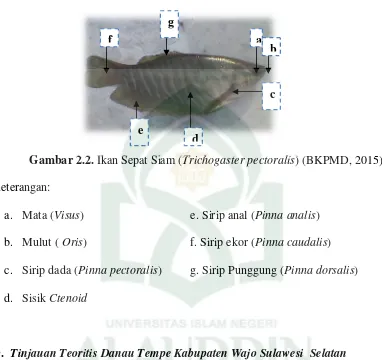 Gambar 2.2. Ikan Sepat Siam (Trichogaster pectoralis) (BKPMD, 2015) 