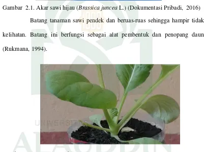 Gambar  2.2. Batang sawi hijau (Brassica juncea L.) (Dokumentasi Pribadi, 2016) 