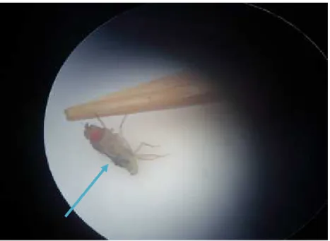 Gambar 7. Fase Imago Lalat Buah Sumber: Foto Hasil Penelitian, 2011