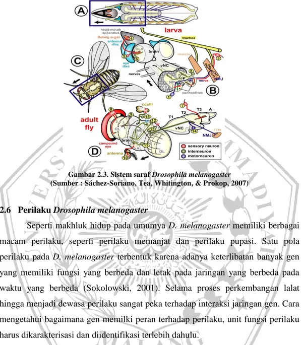 Gambar 2.3. Sistem saraf Drosophila melanogaster  (Sumber : Sáchez-Soriano, Tea, Whitington, &amp; Prokop, 2007) 