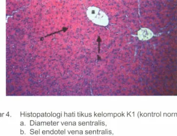 Figure  4.  Histopathology  of  ratlivergroup  K1 (normal control).