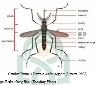 Gambar Nyamuk Dewasa Aedes aegypti (Suparta, 2008)