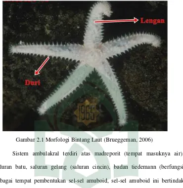Gambar 2.1 Morfologi Bintang Laut (Brueggeman, 2006)