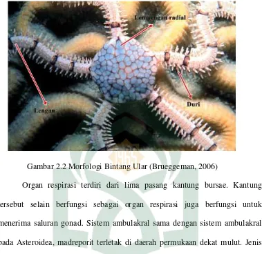 Gambar 2.2 Morfologi Bintang Ular (Brueggeman, 2006)