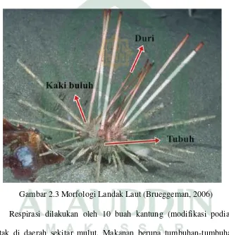 Gambar 2.3 Morfologi Landak Laut (Brueggeman, 2006)