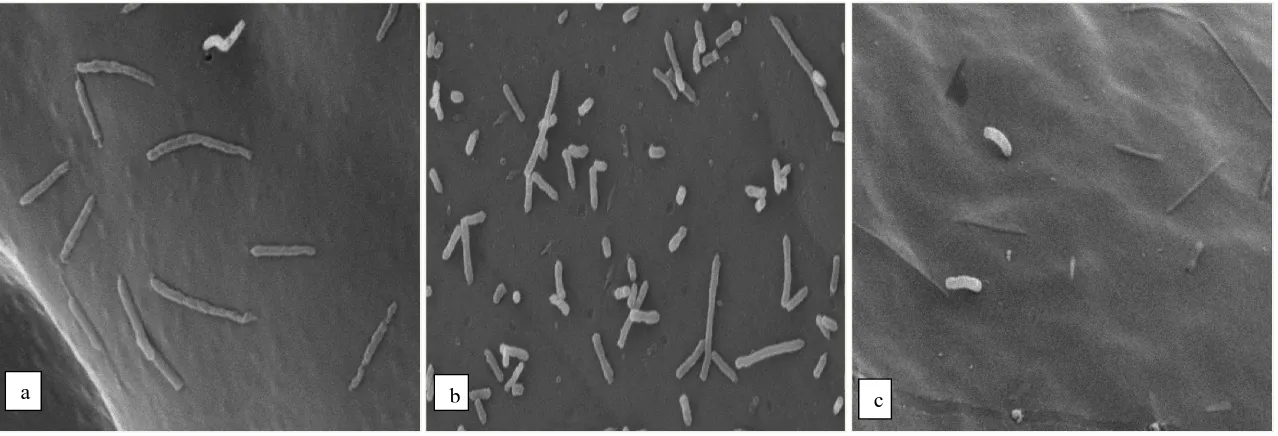Gambar 1.   Scanning Electron Microscopy larva udang pada pembesaran 7500x,  a: kontrol negatif (tanpa penambahan Vibrio sp.),   b: kontrol  positif  (dengan penambahan Vibrio sp.), c: larva udang dengan penambahan isolat p2 dan Vibrio sp