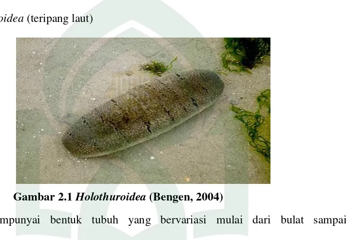 Gambar 2.1 Holothuroidea (Bengen, 2004) 